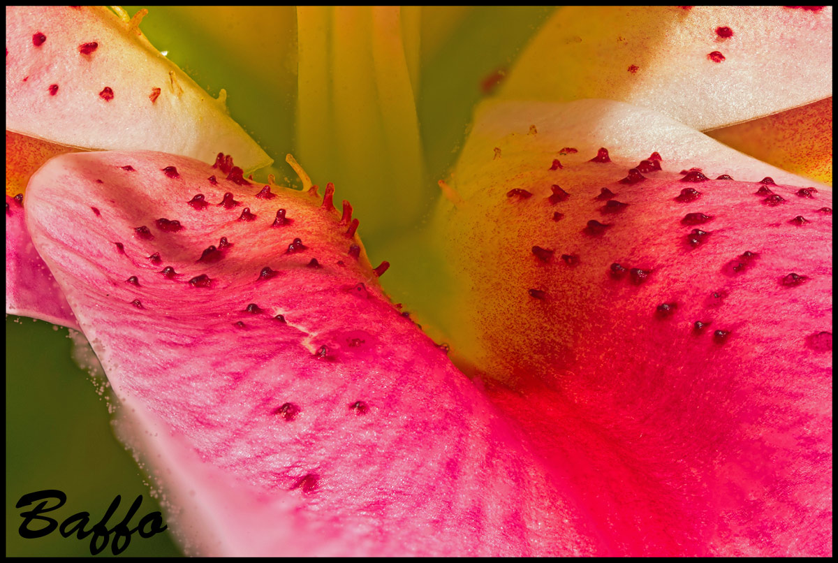Qualche scatto in focus stacking